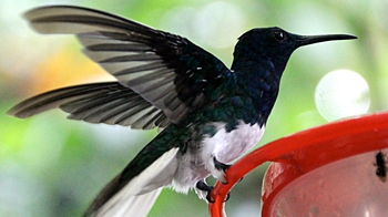 Bellavista Cloud Forest 2-Day Birding Tour