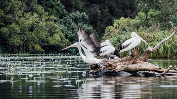 2-Day Self-Guided Canoe Camping Safari in the Noosa Everglades