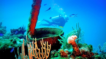 Scuba Diving