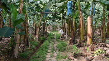Private Tortuguero Highlights Tour with Sloth Sanctuary & National Park
