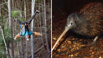 Zipline Adventure & Kiwi Bird Encounter
