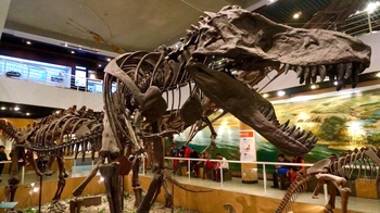 Giant Panda Tour at the Beijing Zoo & Paleozoological Museum of China