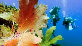 Guided Discover Scuba Tour for Beginners