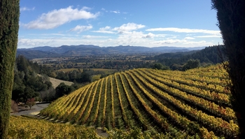 Napa Valley Private Day Trip